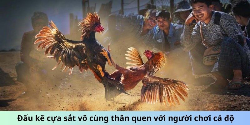 Đấu kê cựa sắt vô cùng thân quen với người chơi cá độ